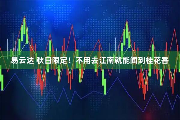 易云达 秋日限定！不用去江南就能闻到桂花香